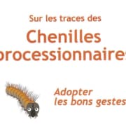 Chenilles processionnaires