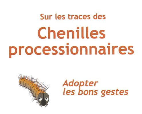Chenilles processionnaires