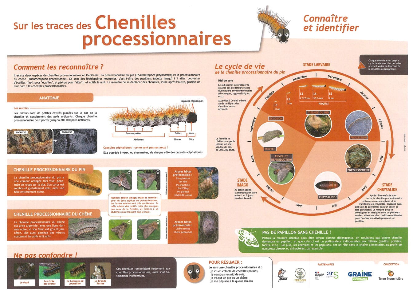 Chenilles processionnaires